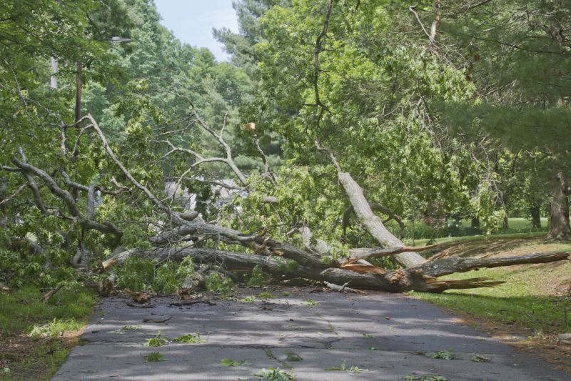 Roadside Fallen Tree