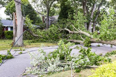 Fallen Tree on Road