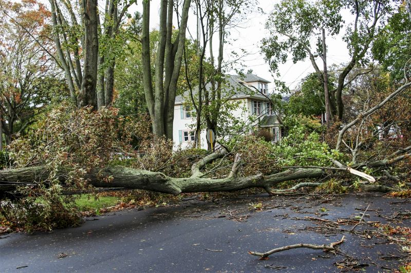 Storm Damage Tree