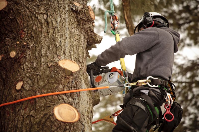 Safe Tree Climbing Techniques