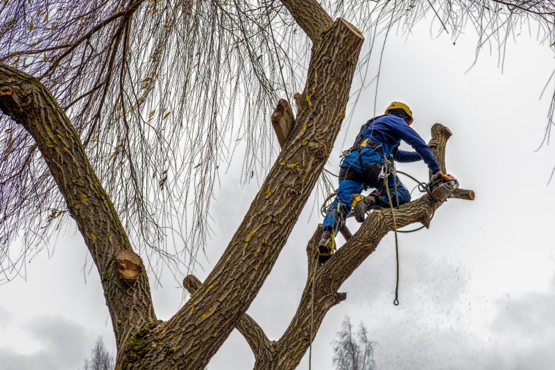 Professional Tree Trimming Equipment