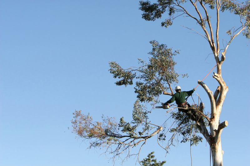 Tree Care Companies