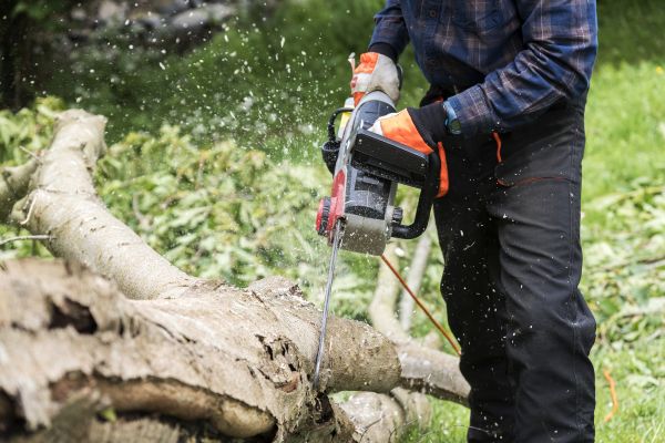 Branch Removal Service in Duluth