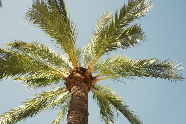 Palm Tree Pruning in Duluth