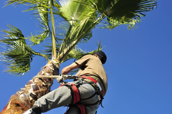 Palm Tree Trimming in Duluth