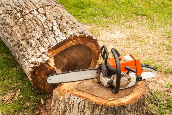 Tree Cutting Service in Duluth