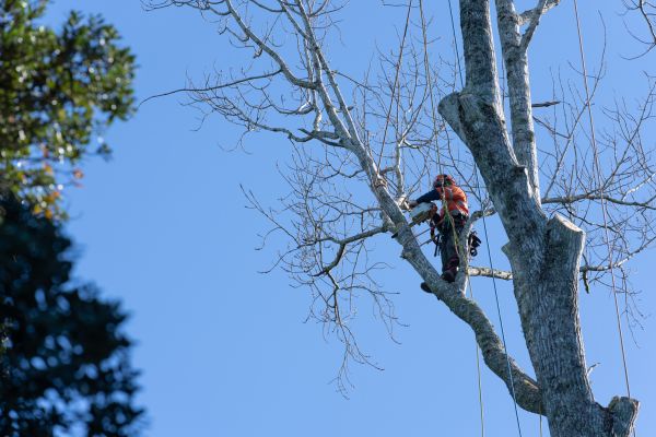 Tree Topping Service in Duluth