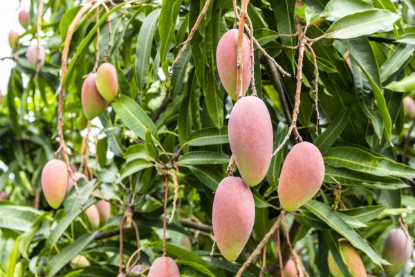Mango Tree Trimming in Duluth