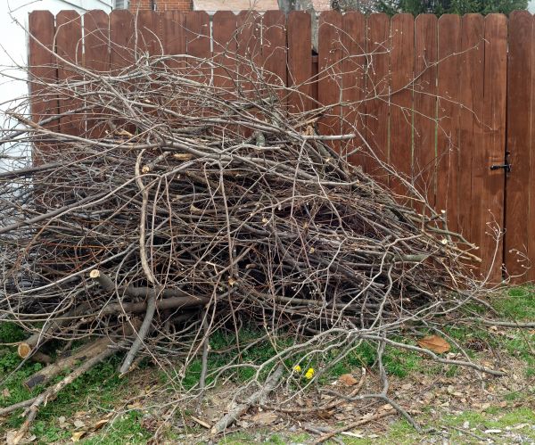 Dead Branch Removal in Duluth