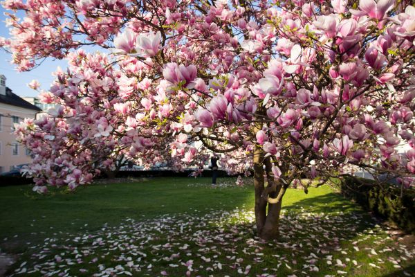 Ornamental Tree Pruning in Duluth