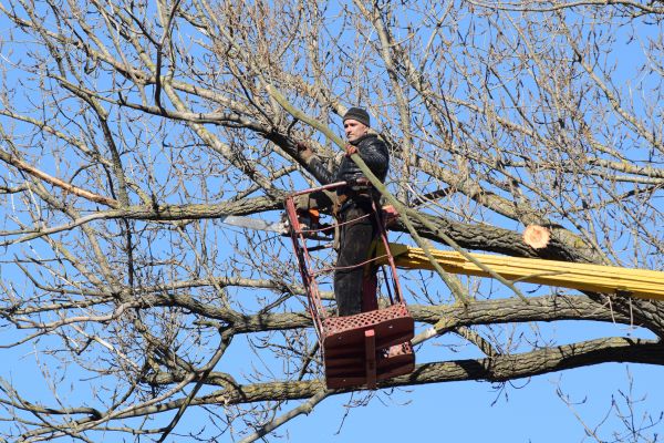 Emergency Tree Trimming in Duluth
