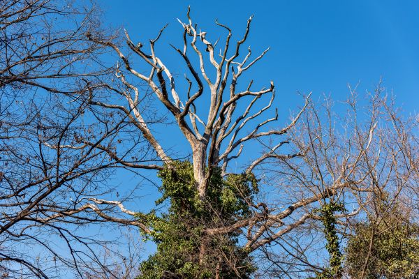 Deadwood Removal in Duluth