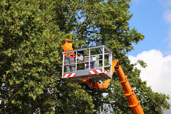 Commercial Tree Service in Duluth