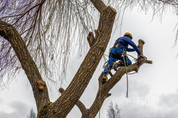 Tree Maintenance Service in Duluth
