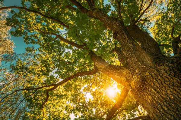 Oak Tree Pruning in Duluth