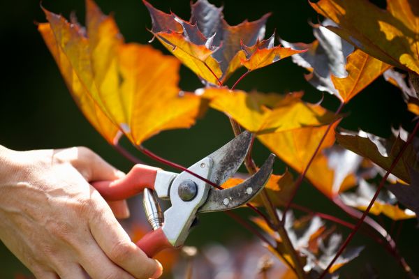 Maple Tree Pruning in Duluth
