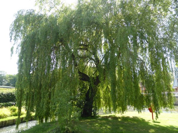 Willow Tree Trimming in Duluth