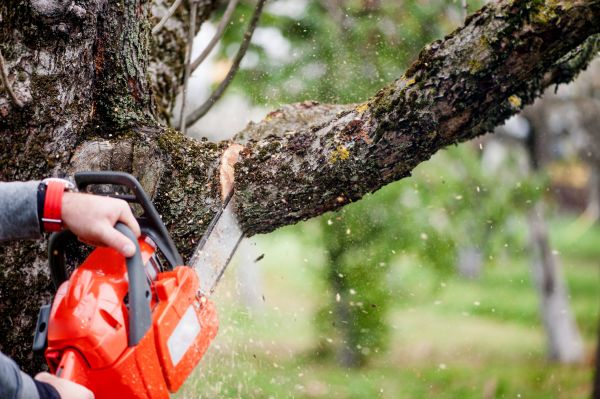 Tree Limbs Removal in Duluth