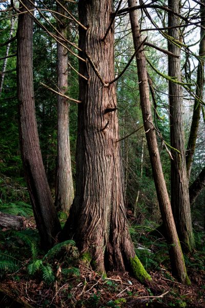 Cedar Tree Trimming in Duluth