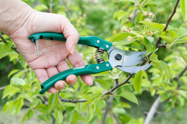 Pear Tree Pruning in Duluth