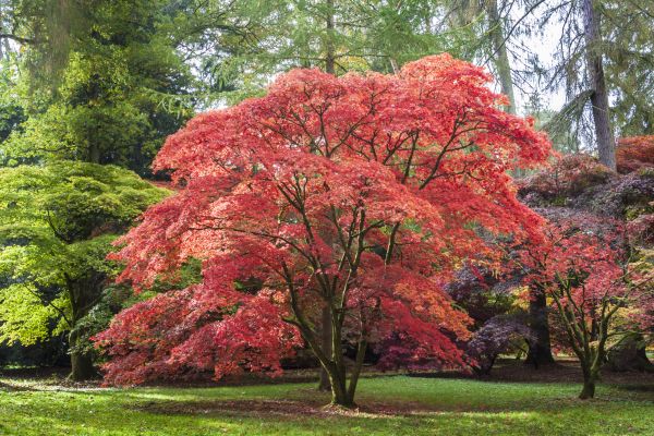 Japanese Maple Pruning in Duluth