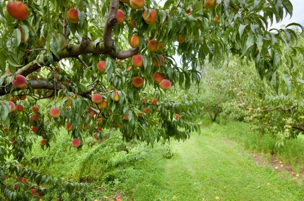 Peach Tree Pruning in Duluth