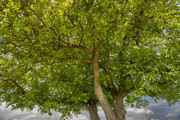 Walnut Tree Trimming in Duluth