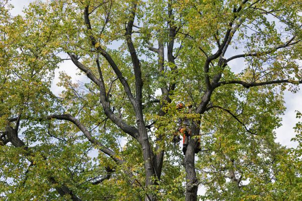Tree Crown Shaping in Duluth