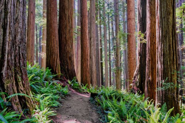 Redwood Tree Trimming in Duluth