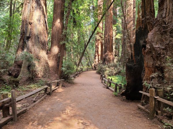 Redwood Tree Pruning in Duluth