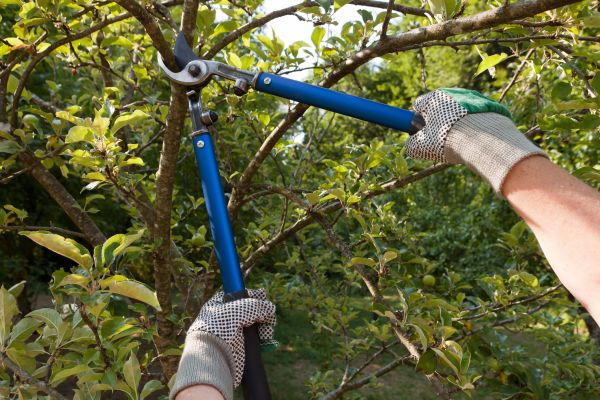 Residential Tree Pruning in Duluth