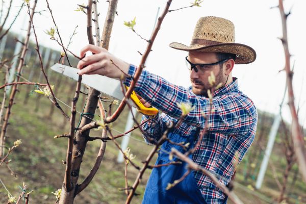 Orchard Tree Pruning in Duluth