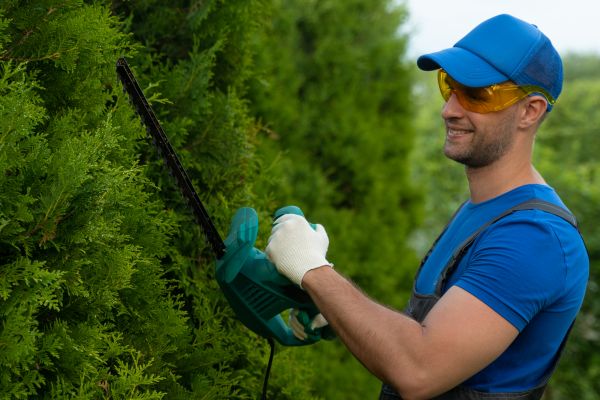 Tree Shaping Service in Duluth