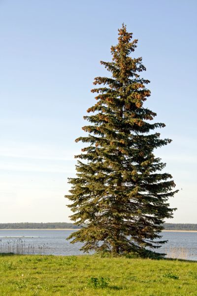 Spruce Tree Pruning in Duluth