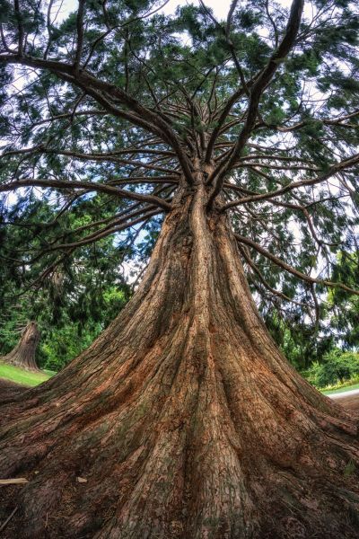 Cedar Tree Pruning in Duluth