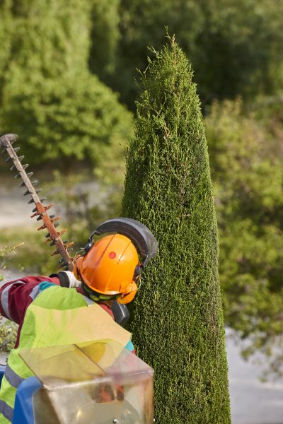 Cypress Tree Trimming in Duluth
