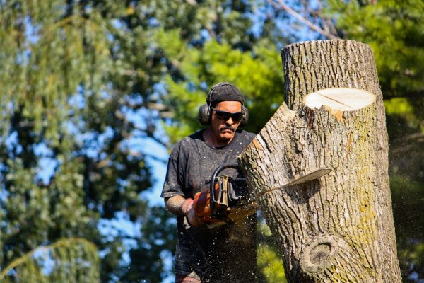 Ash Tree Pruning in Duluth