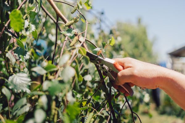 Birch Tree Pruning in Duluth