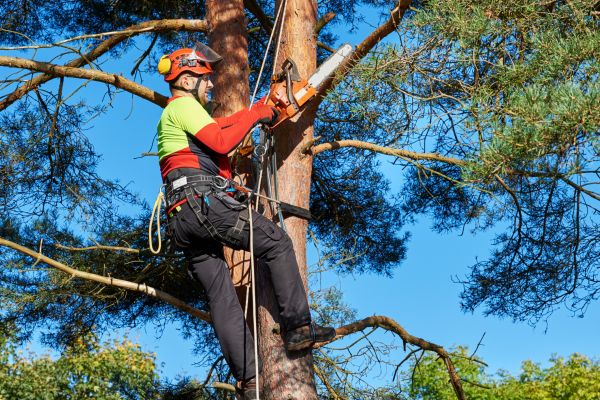 Canopy Pruning in Duluth