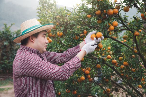 Orange Tree Pruning in Duluth