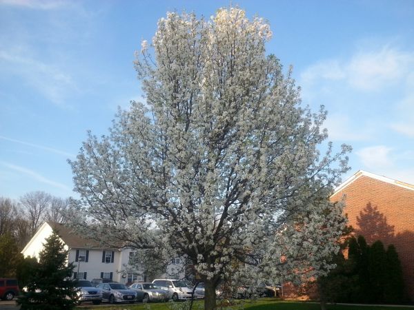Bradford Pear Tree Pruning in Duluth