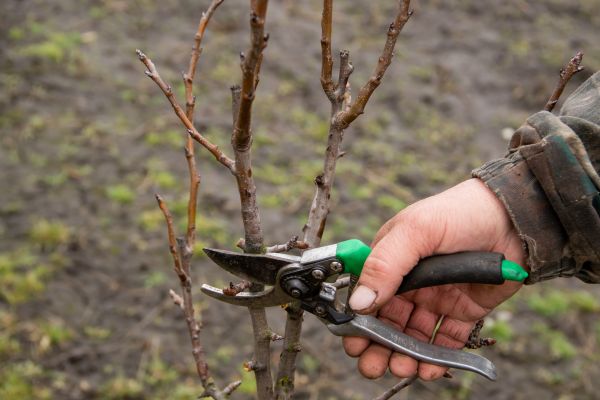 Pear Trees Pruning in Duluth