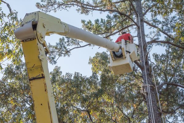 Limbs Trimming in Duluth