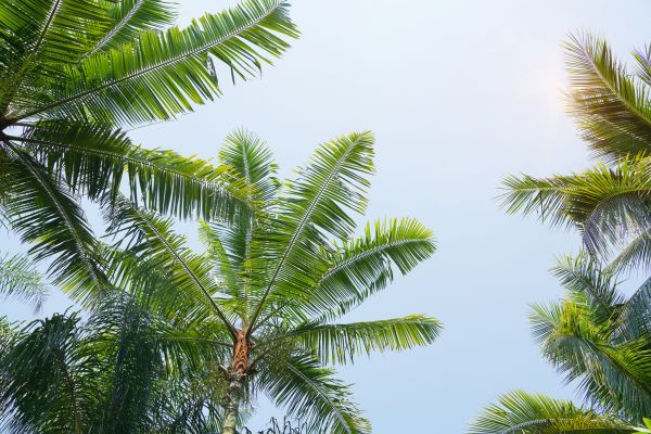 Queen Palm Tree Trimming in Duluth