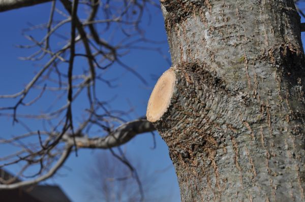Limb Pruning in Duluth