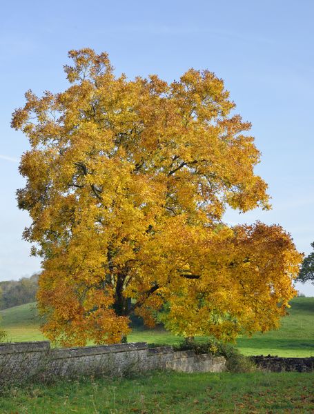 Hickory Tree Trimming in Duluth