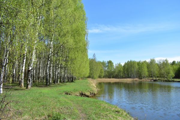 River Birch Pruning in Duluth