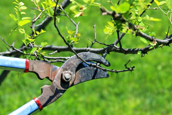 Branches Pruning in Duluth
