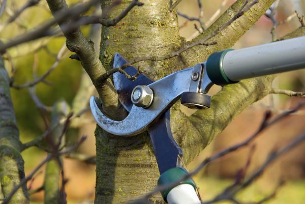 Tree Limb Trimming Service in Duluth