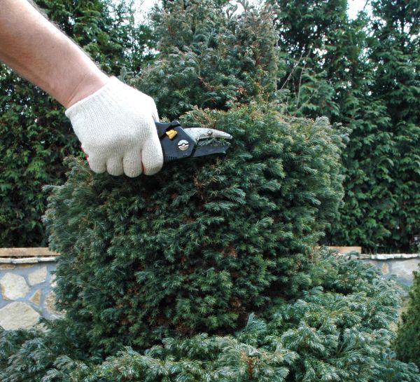 Ornamental Tree Trimming in Duluth